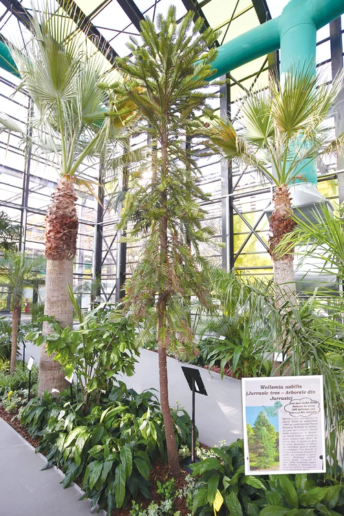 Arborele este un  răşinos care a crescut din fosile