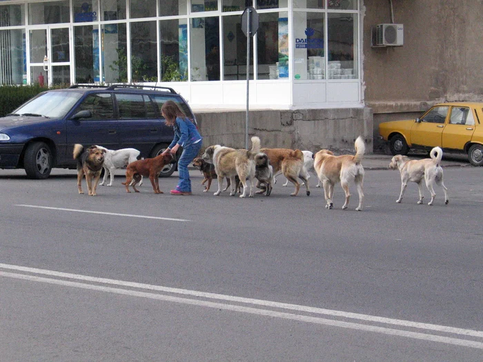 Mii de maidanezi trăiesc pe străzile Capitalei