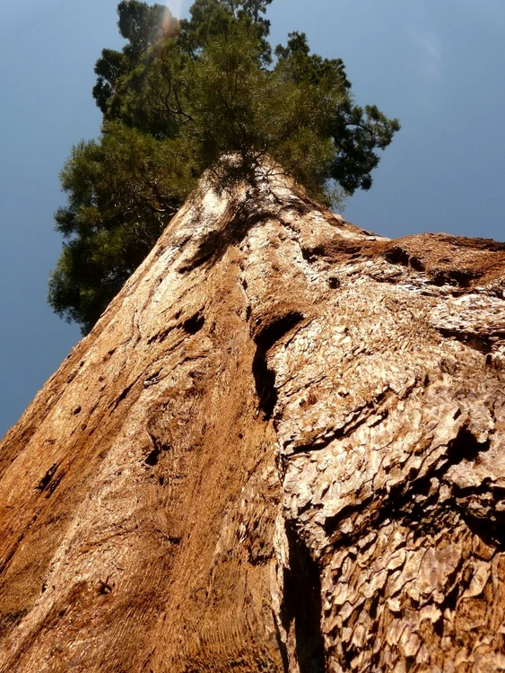 arbore sequoia jpg jpeg