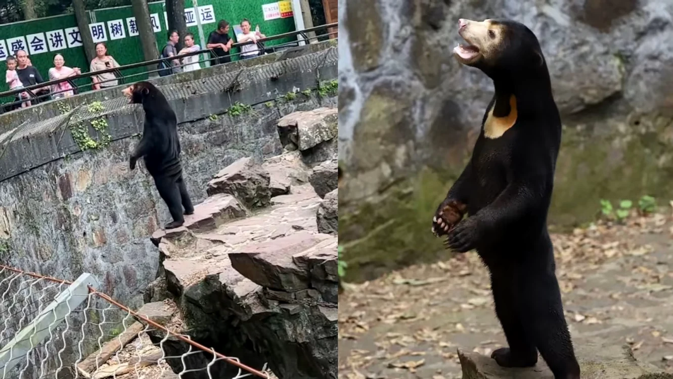 Imaginile cu ursul în 2 picioare au creat controverse în China FOTO WeChat/Hangzhou Zoo