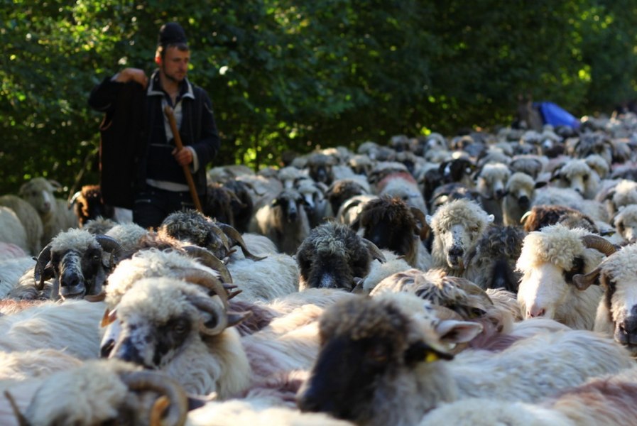 Focarele de boală se extind, crescătorii de animale sunt disperați. „Sunt oameni care cred că totul e pus înadins”