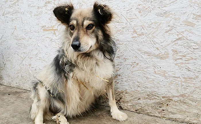 Animăluţul salvat de pe platforma combinatului siderurgic din Galaţi. Foto: adevarul.ro