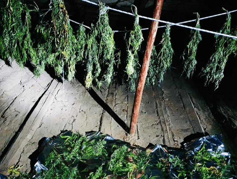 Agricultori de canabis în Neamţ. Fermierii au fost arestaţi, iar cultura a fost confiscată de DIICOT
