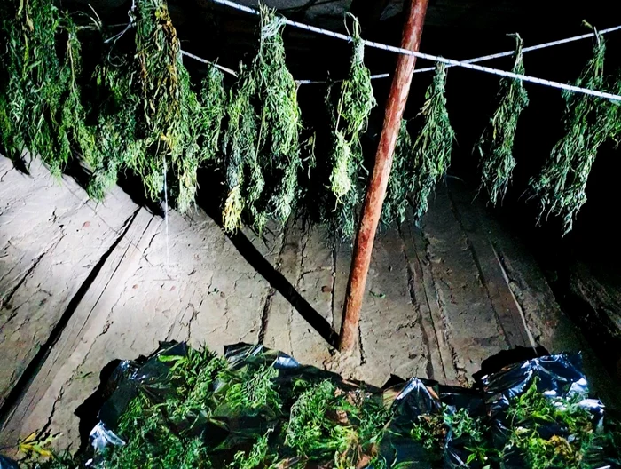 Plantele au fost descoperite într-un pod FOTO DIICOT