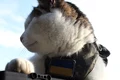 ukraine cat 45 2 mp4 thumbnail png