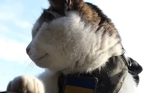 ukraine cat 45 2 mp4 thumbnail png