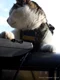 ukraine cat 45 2 mp4 thumbnail png