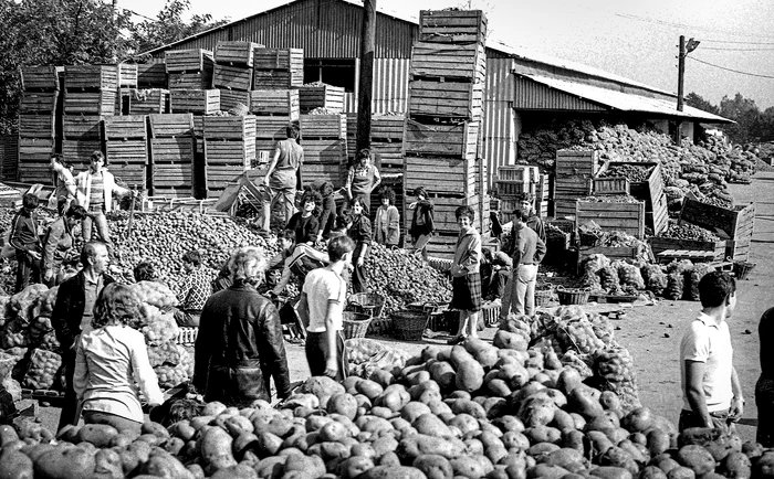 Muncă patriotică la strâns recolta