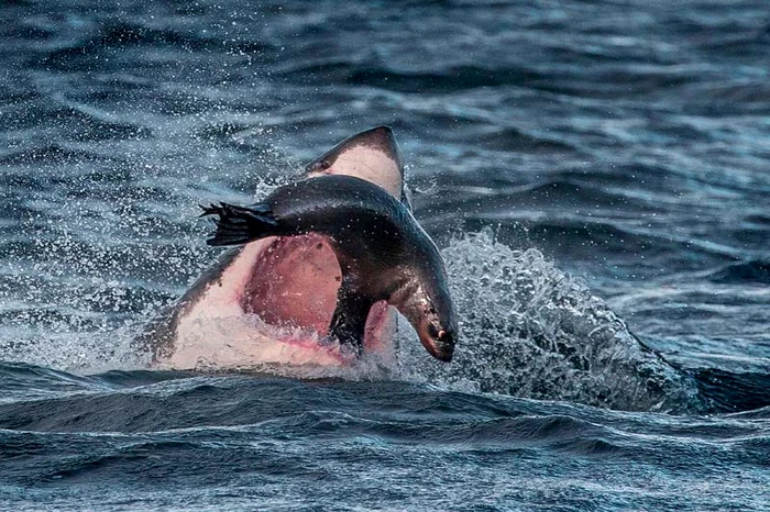 O focă deşteaptă scapă ca prin minune de rechinul înfometat (Foto: Caters)