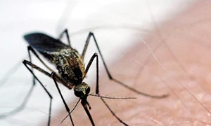 CLIIMA20100901 0027 1 jpeg