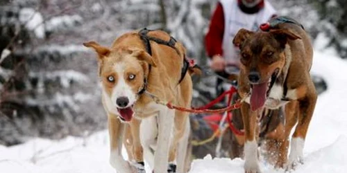 Participant la concursul de sănii trase de câini "Odiseea cea mare" în staţiunea de ski Champoussin, Elveţia