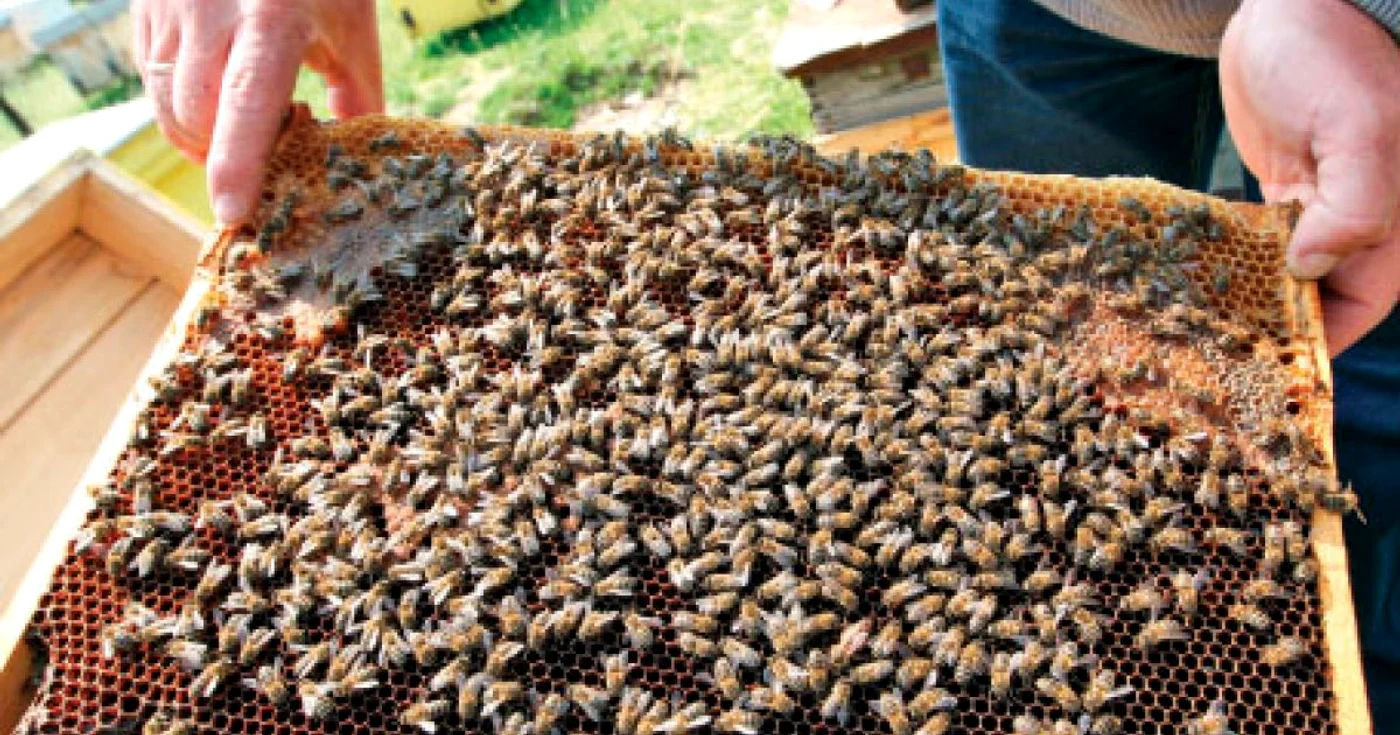Înţepătura de albină este uneori letală Foto:Arhivă Adevărul
