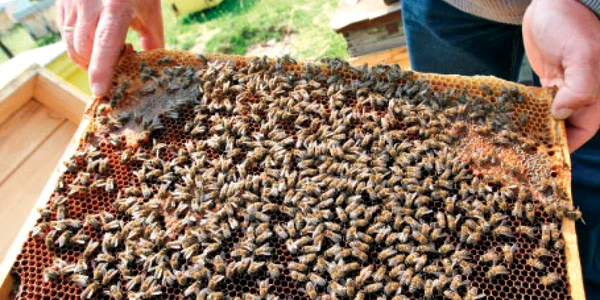 Dispariţia în masă a albinelor este rezultatul folosirii excesive a pesticidelor