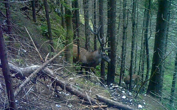 Cerbii, prezențe maiestuoase în Retezat. Foto: Administrația PArcului Național Retezat.