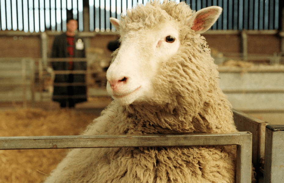 20 de ani de la eutanasierea Dolly, primul animal clonat din lume. Experiențele prin care a trecut oița