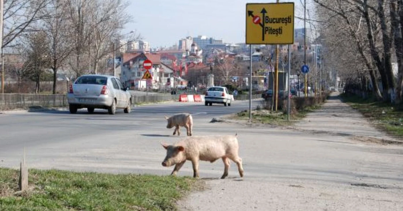 Porcii au ieşi la plimbare pe strada Piaţa Ecaterina Teodoroiu