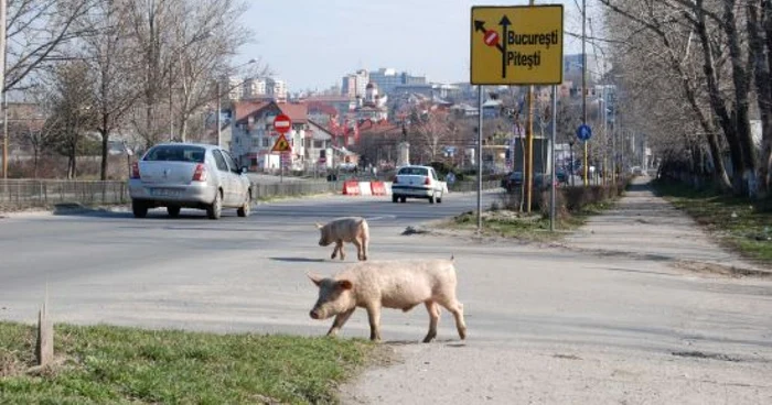 Porcii au ieşi la plimbare pe strada Piaţa Ecaterina Teodoroiu