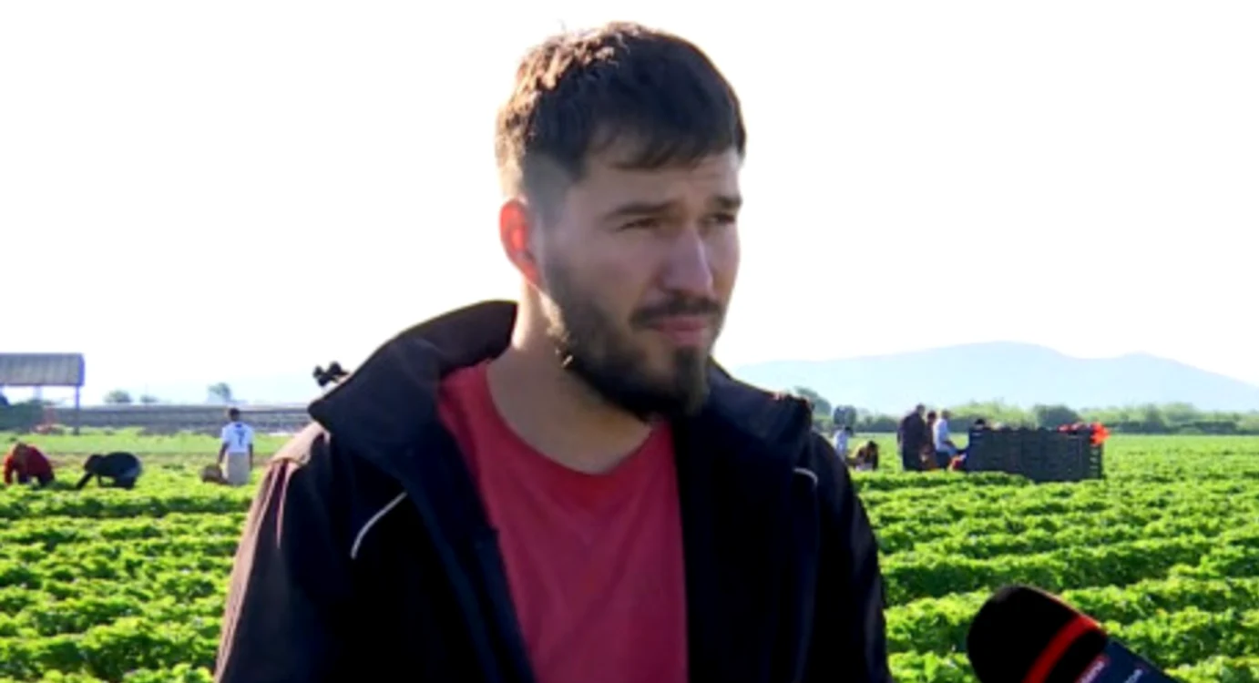 Căpșunile se vând cu 25 de lei kilogramul / foto: observatornews.ro