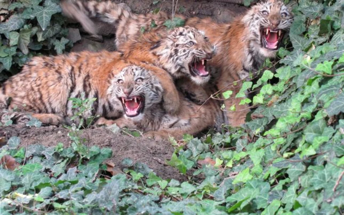 La Zoo Călăraşi s-au născut, în ultimii 20 de ani, în captivitate peste 50 de pui de tigri siberieni