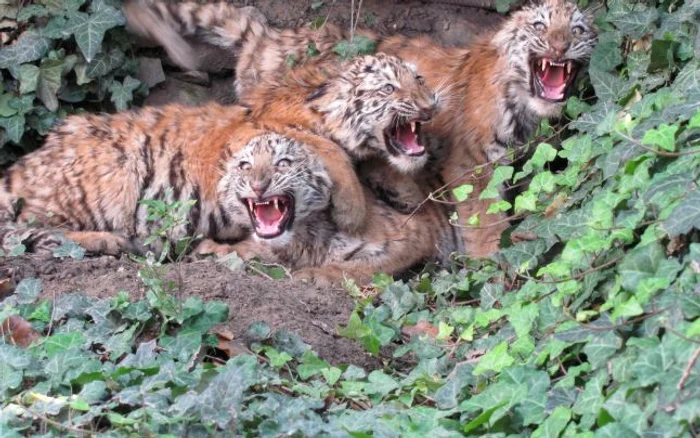 La Zoo Călăraşi s-au născut, în ultimii 20 de ani, în captivitate peste 50 de pui de tigri siberieni