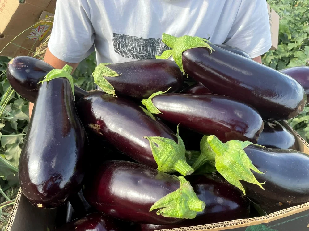 Vinetele încă au un preț bun pentru producători