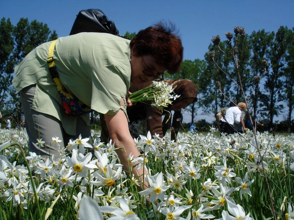 poiana narciselor db