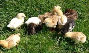 pui de gaina images jpeg