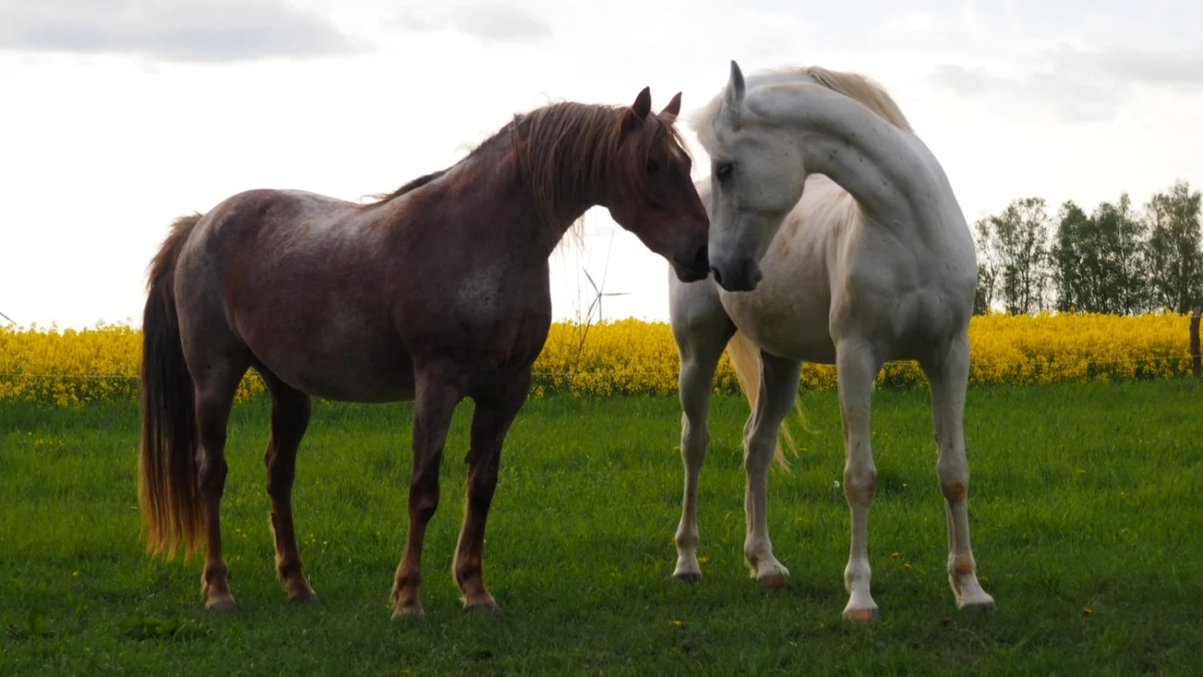 Foto: Facebook/ ARCA