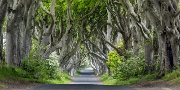 The Dark Hedges