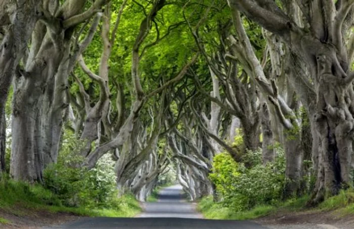 The Dark Hedges