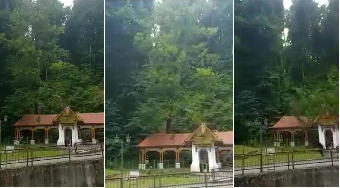 Momentul prăbuşirii unui fag peste Pavilionul Izvorului Ferdinand I din Băile Govora - Vâlcea în timpului unei tăieri greşite Foto colaj Adevărul