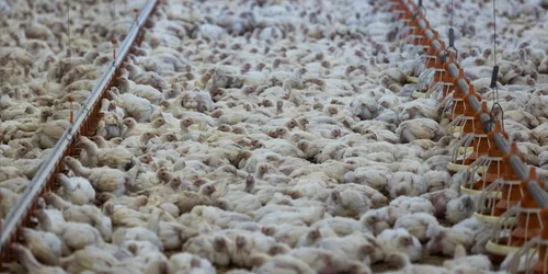 Asociația FREE lansează un raport de responsabilitate pentru creșterea puilor de carne png