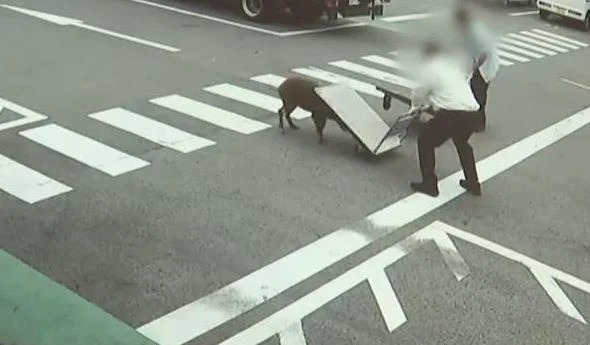 Un porc mistreț a băgat în spital patru oameni. Momentul a fost surprins pe camerele de supraveghere