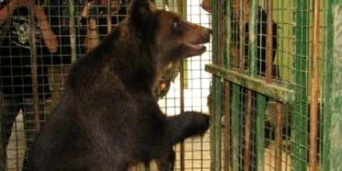 Braşov: Baloo şi încă 3 pui de urs a ajuns în rezervaţia de la Zărneşti