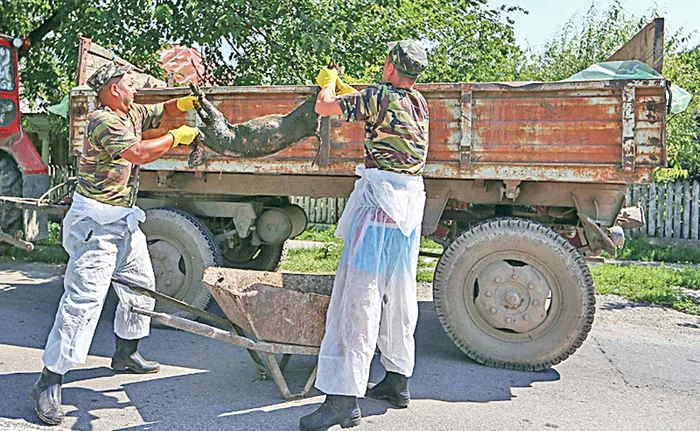 3 actu pesta porcina foto inquam photos  jpeg