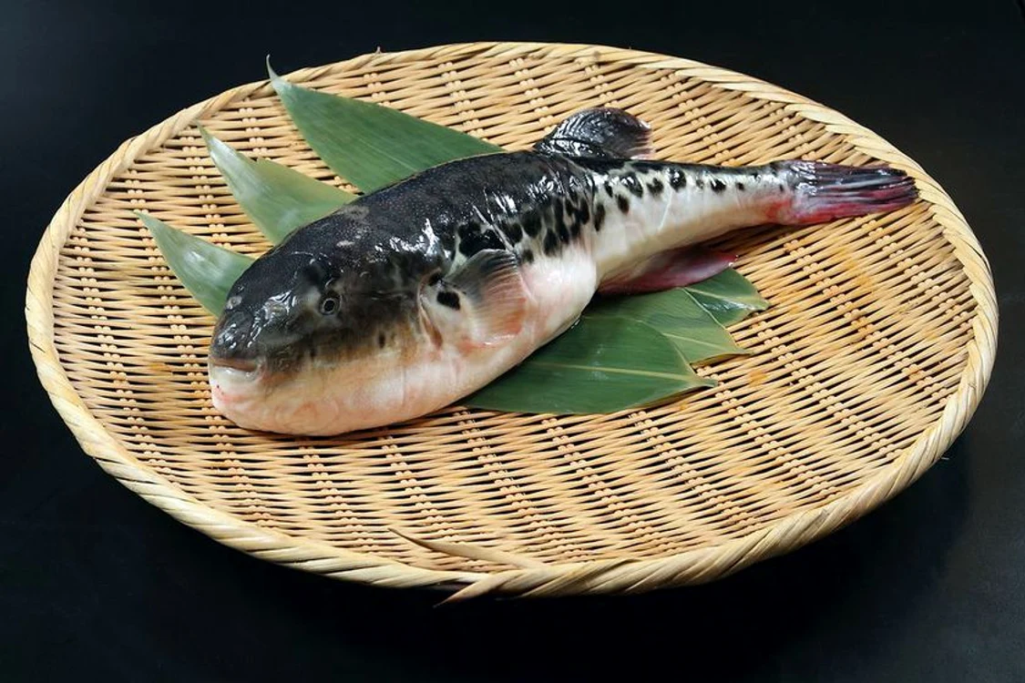 Peştele fugu conduce detaşat în topul celor mai periculoase mâncăruri @shutterstockclickpentrufemei.ro