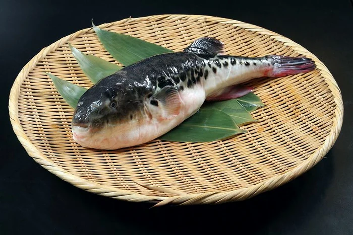
    Peştele fugu conduce detaşat în topul celor mai periculoase mâncăruri @shutterstockclickpentrufemei.ro  