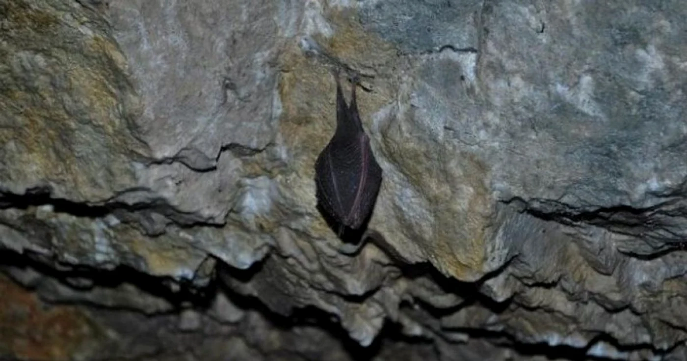 pestera