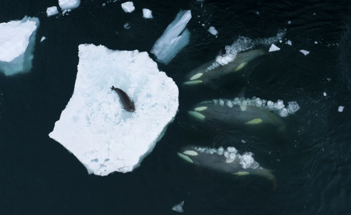 Fotografie premiată la Wildlife Photographer of the Year 2023. Foto: Profimedia Images