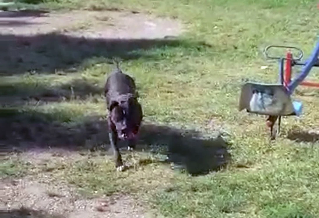 Câinele din rasa Amstaff  a fost izolat într-un parc de jandarmi FOTO captură video