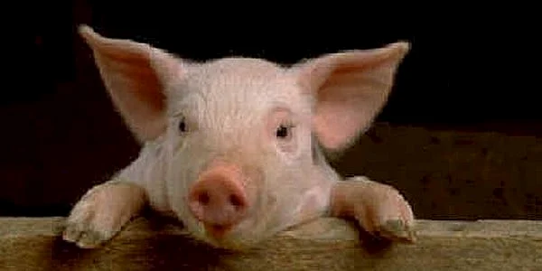 porc jpeg