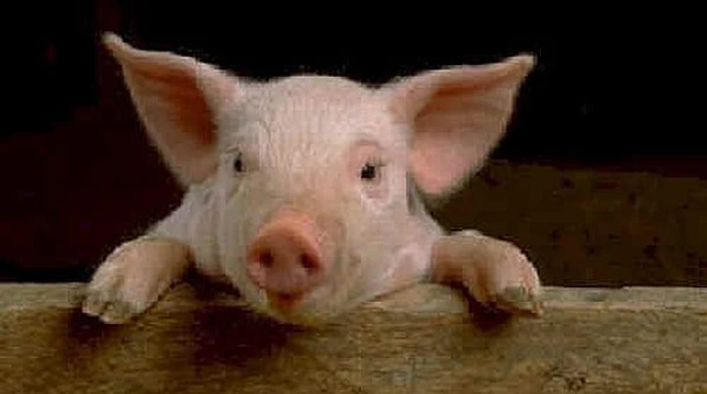 Expresia „când o zbura porcul” s-a adeverit în China. Aventura animalului în aer a lăsat un sat întreg fără curent