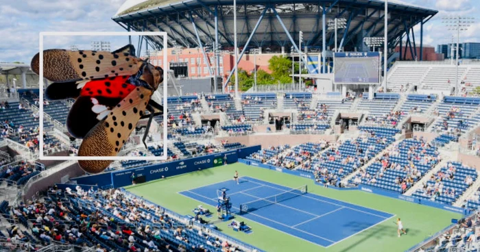 O insectă îi sperie pe organizatorii de la US Open. Foto NYCParks
