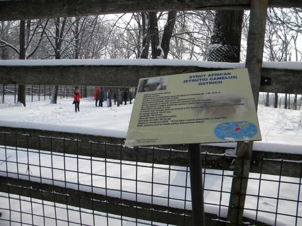 Masculul de struţ african a murit la sfârşitul lunii ianuarie din cauza vânătorilor. FOTO arhivă Adevărul Ploieşti