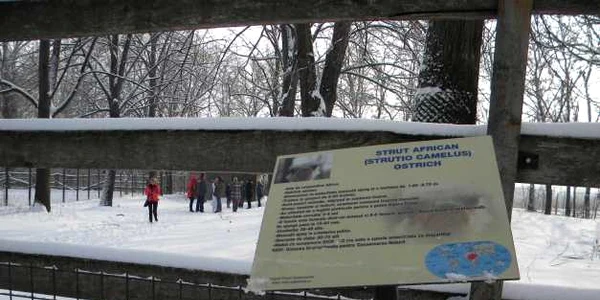 strut ploiesti