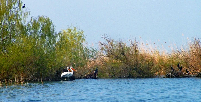 Dalmatian Pelican and Great Cormorant in danube delta jpg jpeg