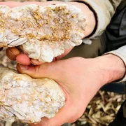 Un căutător de comori din Australia a găsit o pepită de aur masivă FOTO Twitter