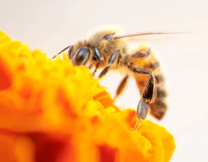 1 shutterstock 344723081 jpg jpeg