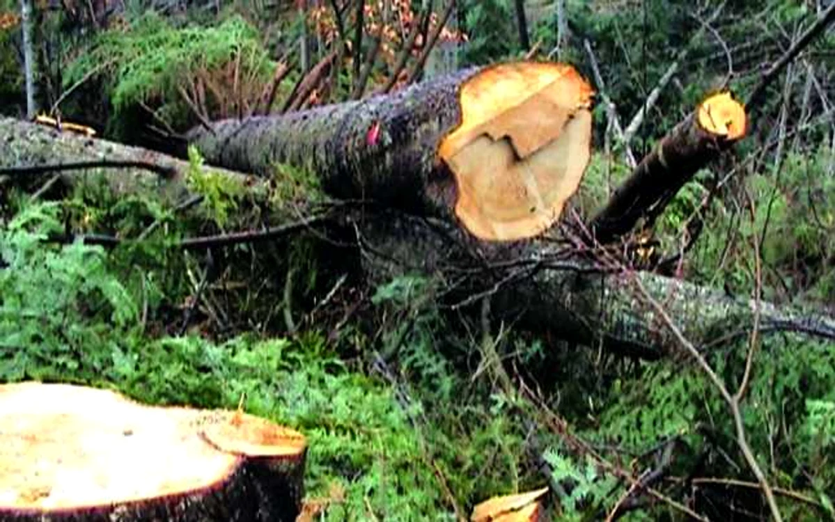 Autorităţile locale sunt campioane la defrişări. Din păcate, nu sunt în top şi la reîmpăduriri FOTO Adevărul