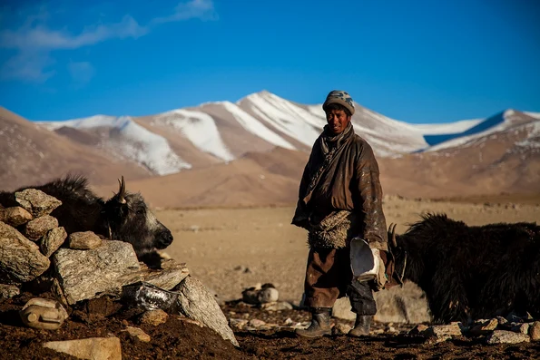 Păstorii care trăiesc la altitudini mari în regiunea Podișului Tibetan  au început să crească pe scară largă iaci în urmă cu aproximativ 2.500 de ani (foto: Pixabay)